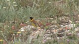 Video of Black-headed Bunting - Black-headed Bunting in very hot summer with water